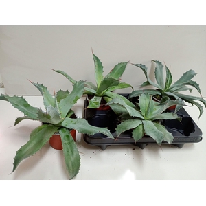 AGAVE OV