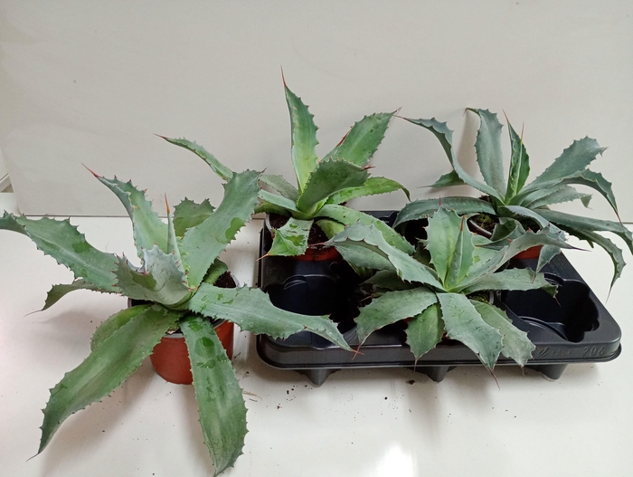 <h4>AGAVE OV</h4>