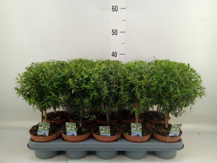 <h4>Myrtus communis</h4>