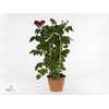 ROSA FL GRAND SELECT