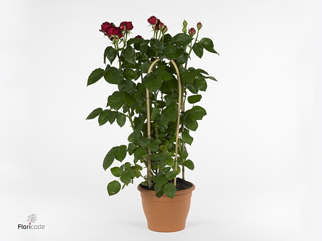 ROSA FL GRAND SELECT
