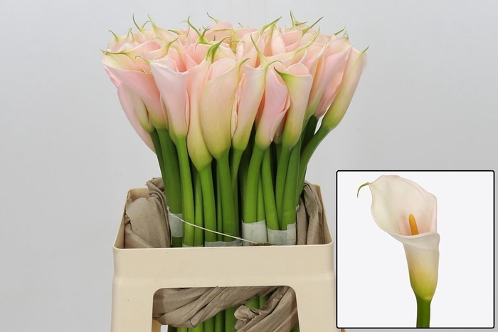 <h4>ZANT AE EYD SALMON</h4>