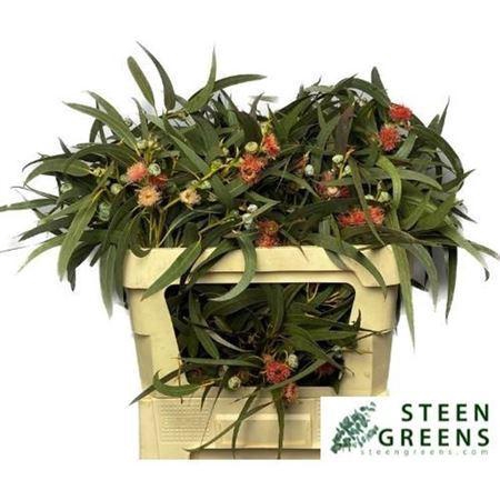 <h4>Euc Ov Blad Bs</h4>