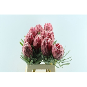 Protea Venus