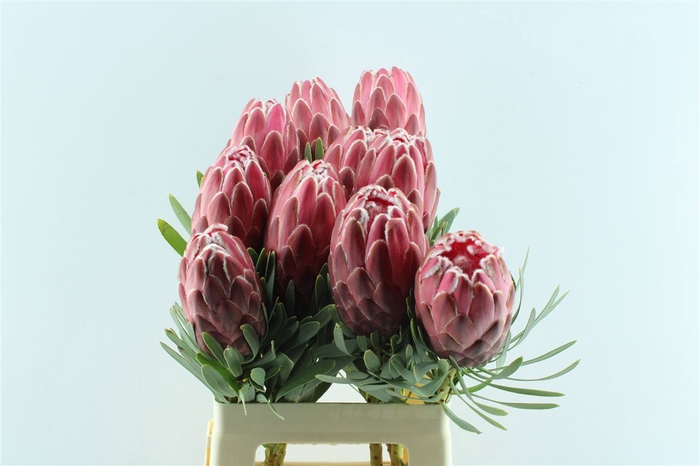 <h4>Protea Venus</h4>