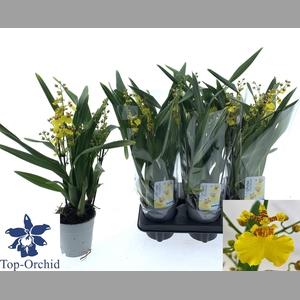 ONCIDIUM OV