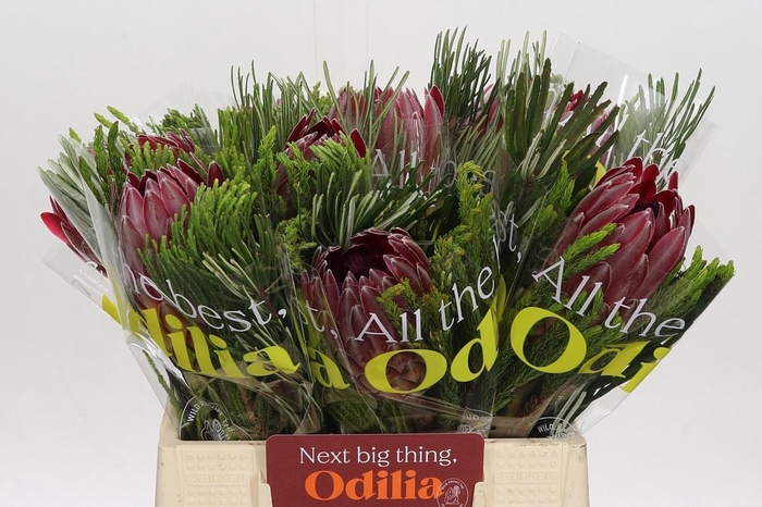 <h4>PROTEA PER BOS</h4>