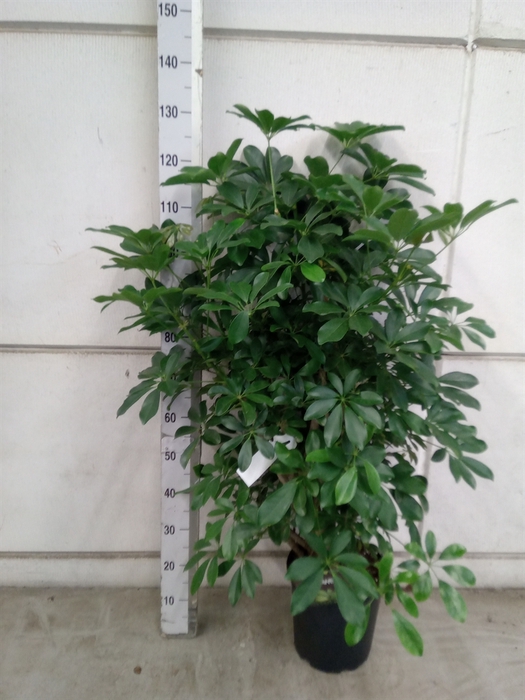 <h4>Schefflera arbor. 'Compacta'</h4>