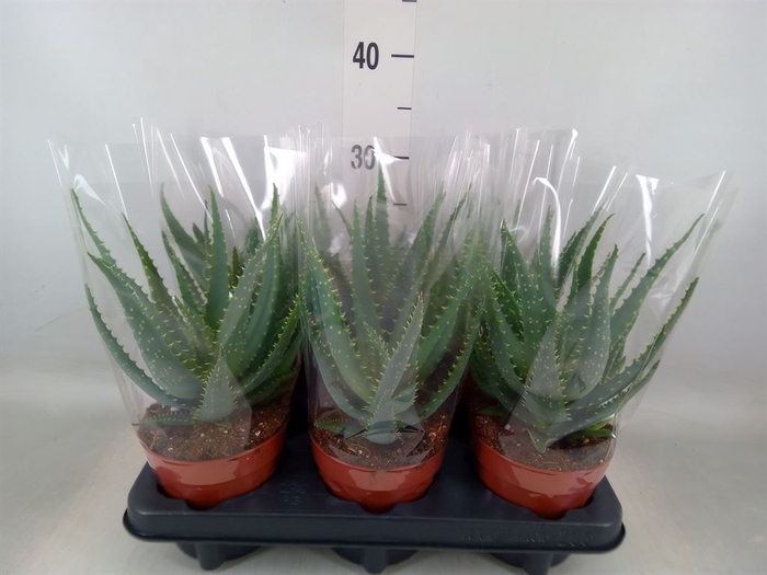 <h4>Aloe arborescens</h4>