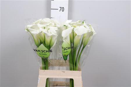 <h4>Zant Crystal Blush</h4>