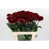 Dahlia Red Fox