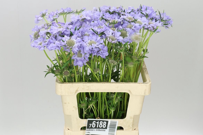 <h4>Scabiosa C Midsummer Sky</h4>