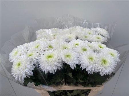 <h4>Chr G Lednik</h4>