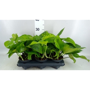 Epipremnum   ...