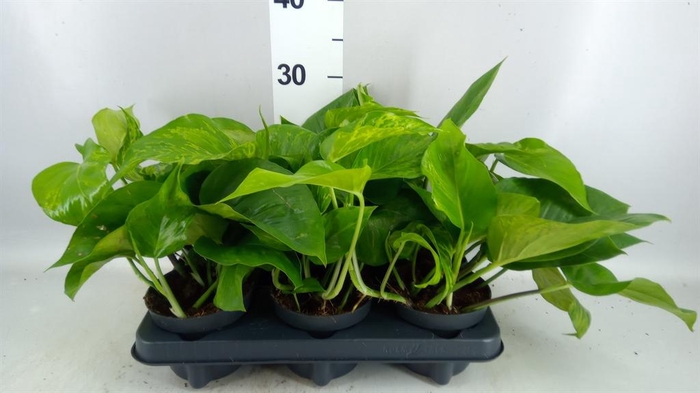 <h4>Epipremnum ...</h4>