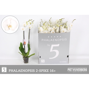 PHAL OV WIT