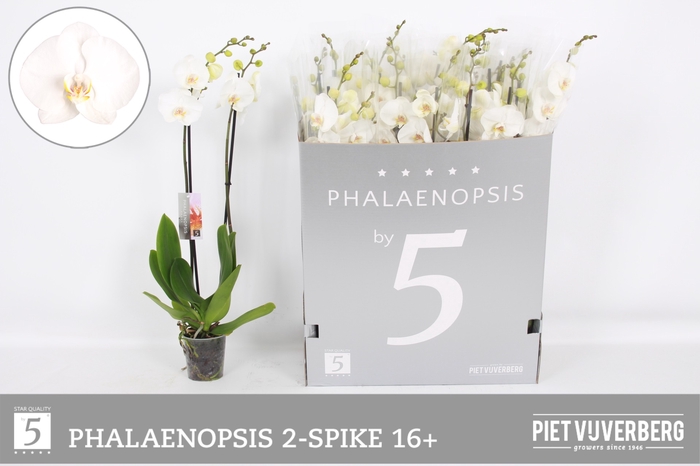 <h4>PHAL OV WIT</h4>