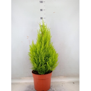 Cupressus macro. 'Goldcrest Wilma'