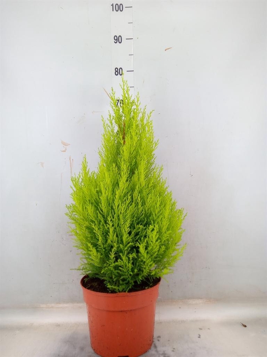 <h4>Cupressus macro. 'Goldcrest Wilma'</h4>