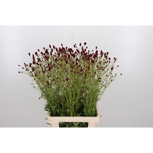 Sanguiso Officinalis