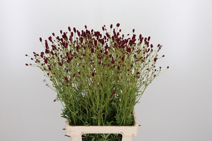 <h4>Sanguiso Officinalis</h4>
