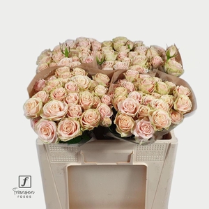 Rosa spray whitney