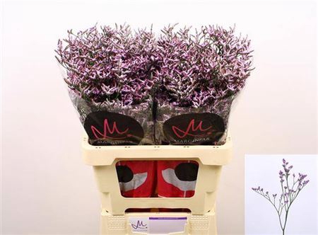 <h4>Lim Safora Lilac</h4>