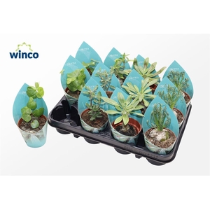 Caudex Mix (4spc.) (sierra)