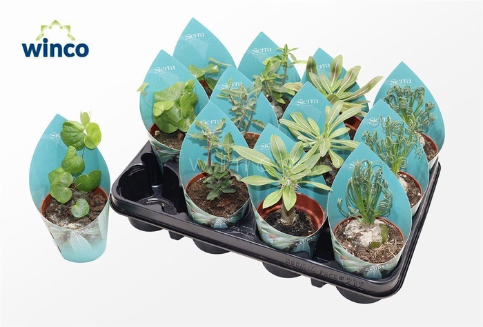 <h4>Caudex Mix (4spc.) (sierra)</h4>