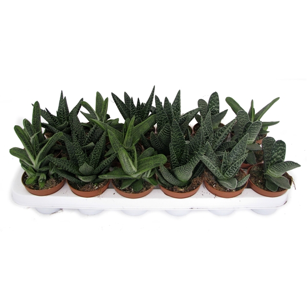 <h4>Gasteria mix 8,5 cm</h4>