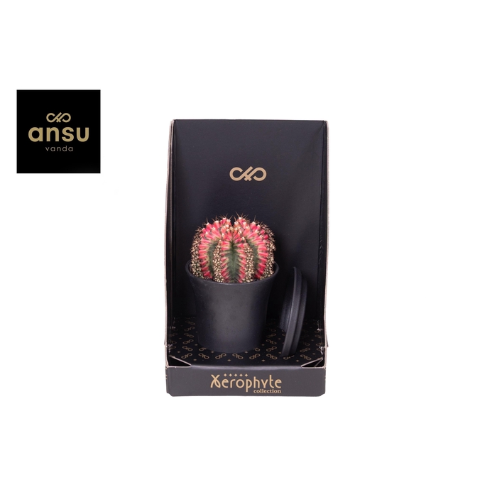 <h4>GYMNO JAPAN GEM</h4>