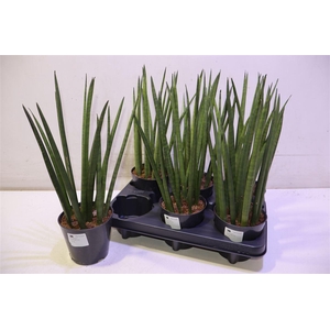 arr8 Sansev Cylindrica Ov