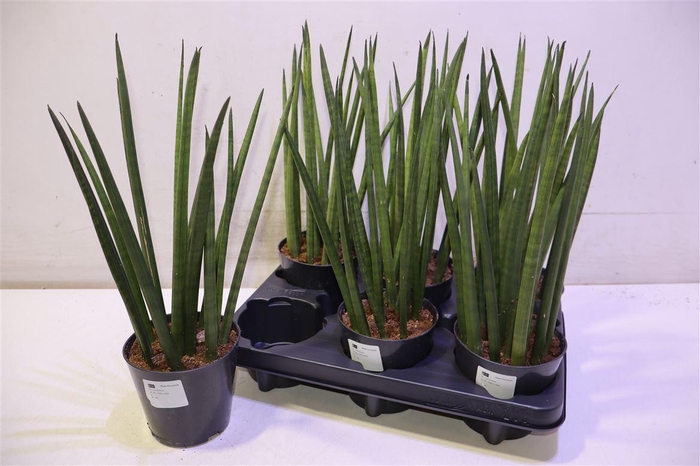 <h4>arr8 Sansev Cylindrica Ov</h4>