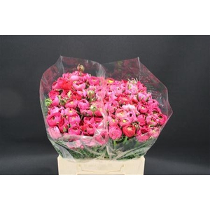 RANUNCULUS  'ELEGANCE HOT PINK'