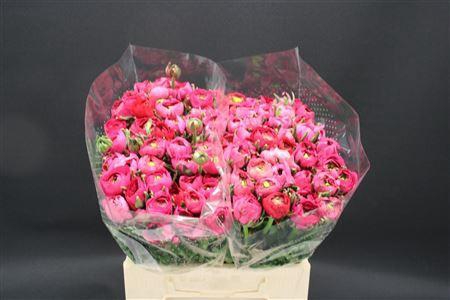 <h4>RANUNCULUS  'ELEGANCE HOT PINK'</h4>