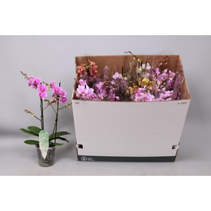 PHAL MF GEM 8 KL