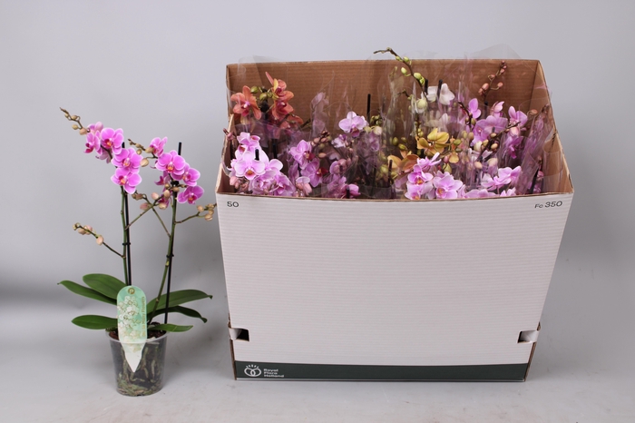 <h4>PHAL MF GEM 8 KL</h4>