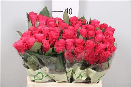 <h4>R Gr Tacazzi+</h4>