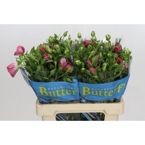 Ranunculus Butterfly Lycia