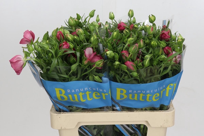 <h4>Ranunculus Butterfly Lycia</h4>