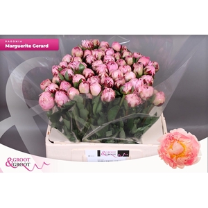 PAEO L MARGUE GERARD