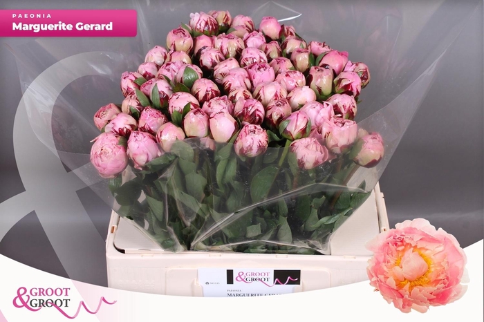 <h4>PAEO L MARGUE GERARD</h4>