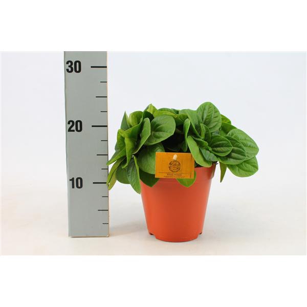<h4>Peperomia Rana Verde 15cm</h4>