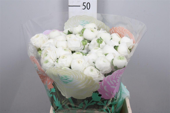 <h4>Ran Chamallow</h4>