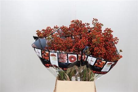 <h4>Rosa Aut Rosefruits 60cm</h4>