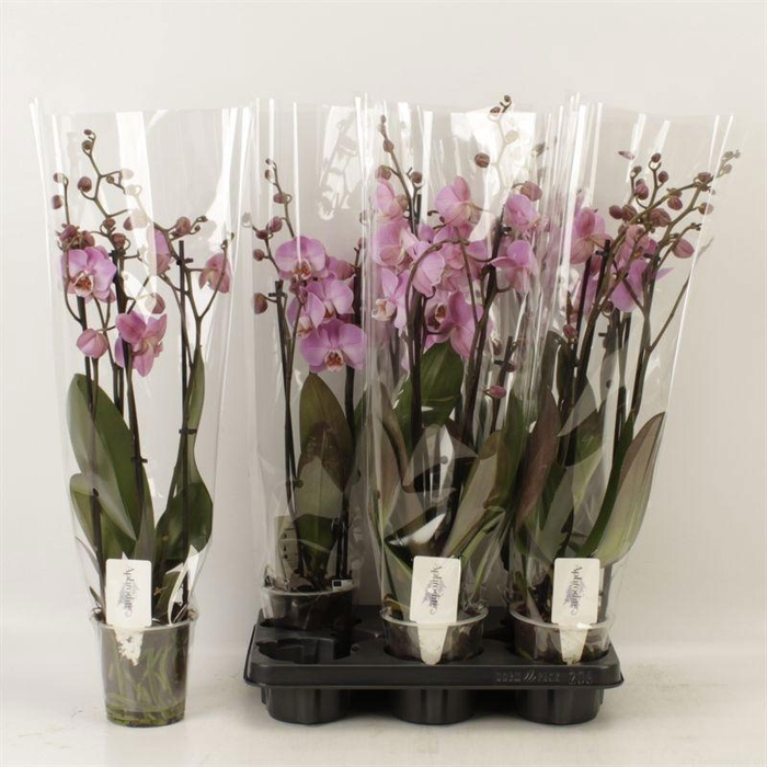 <h4>PHAL AN MILWAUKEE</h4>