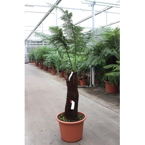 Dicksonia antarctica