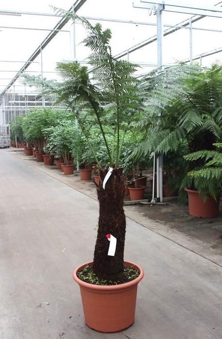 <h4>Dicksonia antarctica</h4>