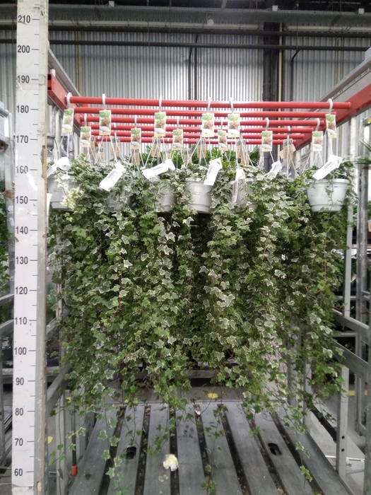 <h4>Hedera helix 'Eva'</h4>