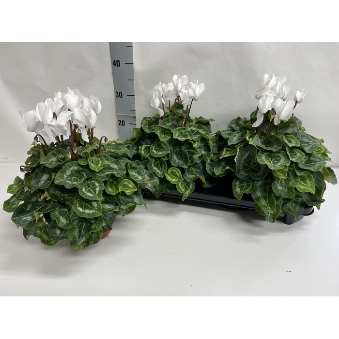 <h4>Cyclamen Super Serie XL 15Ø 36cm</h4>